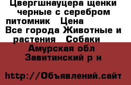 Цвергшнауцера щенки черные с серебром питомник › Цена ­ 30 000 - Все города Животные и растения » Собаки   . Амурская обл.,Завитинский р-н